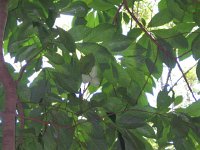 PawPaw (Large)
